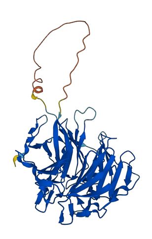 RABEPK 3D structure