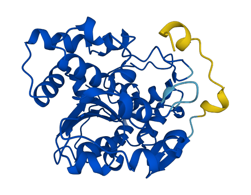 Sult1c1 3D structure