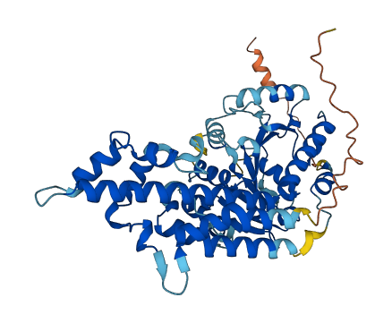 SRL 3D structure