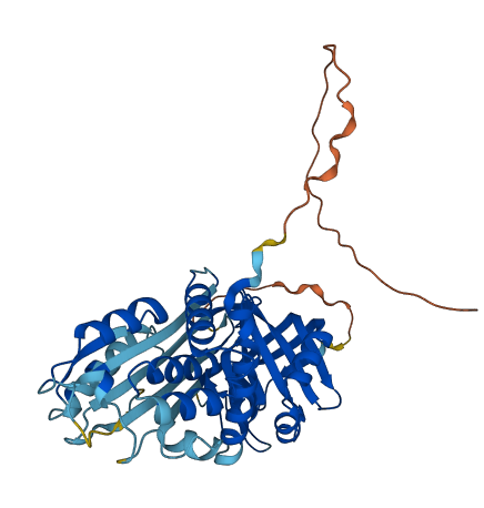 SERPINA11 3D structure