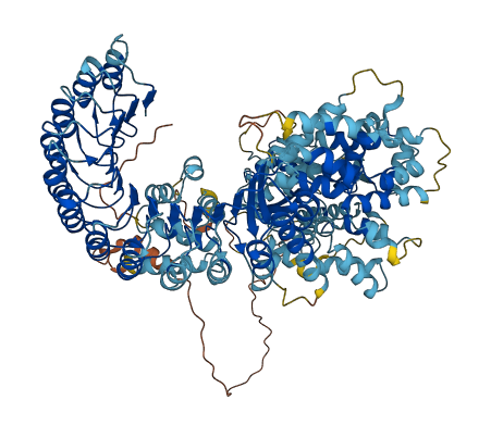 NLRP13 3D structure