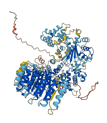 NLRP8 3D structure