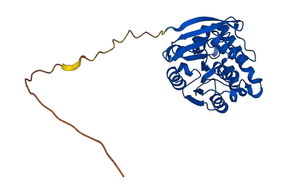 BPHL 3D structure