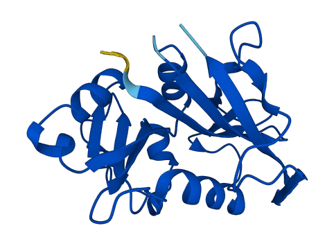 DHFR2 3D structure