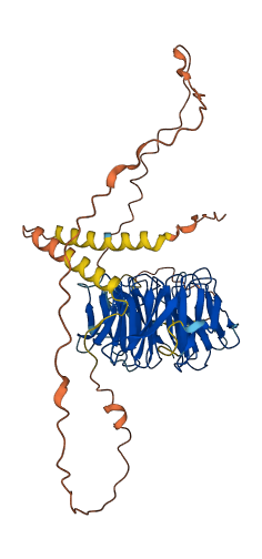 CDC20B 3D structure