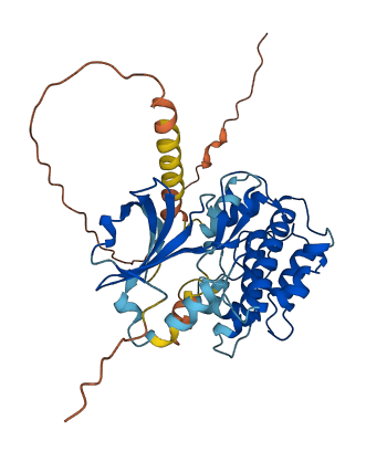 CAMK1D 3D structure