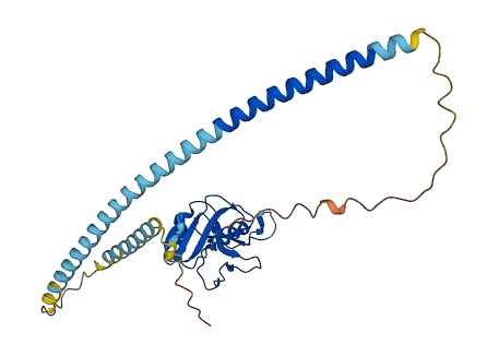CLEC10A 3D structure