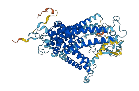SLC44A2 3D structure