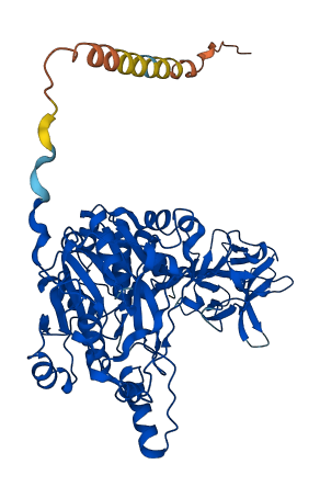 GALNT12 3D structure