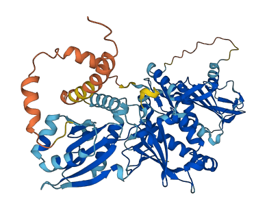 SLFN12 3D structure