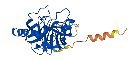 PRSS58 3D structure