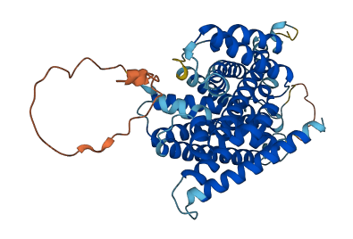 SLC38A6 3D structure