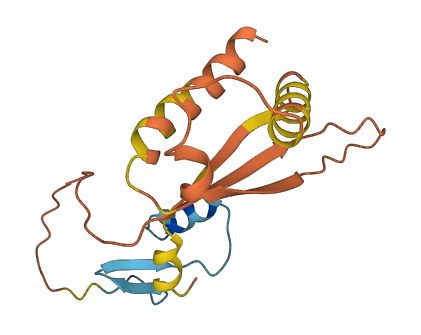 CLECL1 3D structure