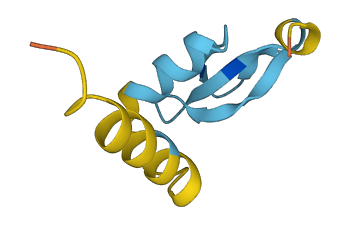 Spag11 3D structure