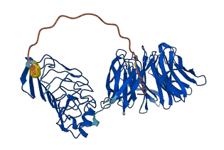 LGI3 3D structure