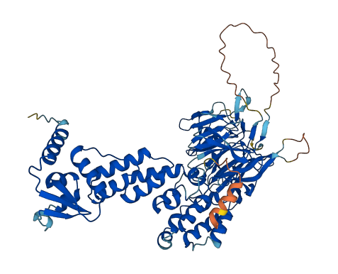KLHL34 3D structure