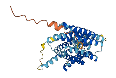SLC35F6 3D structure