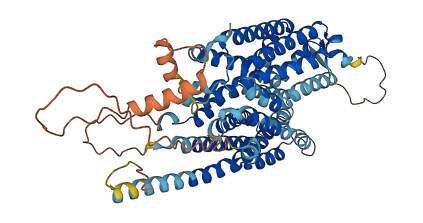 SLC43A2 3D structure
