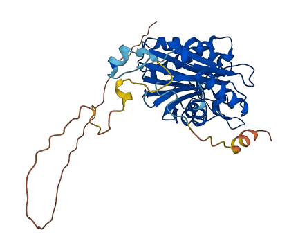 PPM1K 3D structure