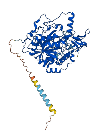 GALNT4 3D structure