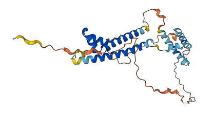 CCDC24 3D structure