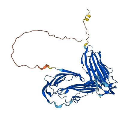 CD177 3D structure
