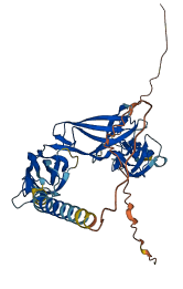 KIR3DL3 3D structure