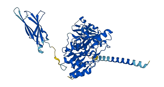 POMGNT2 3D structure