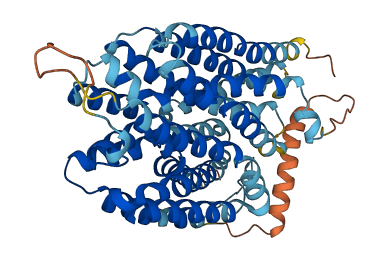 SLC43A3 3D structure