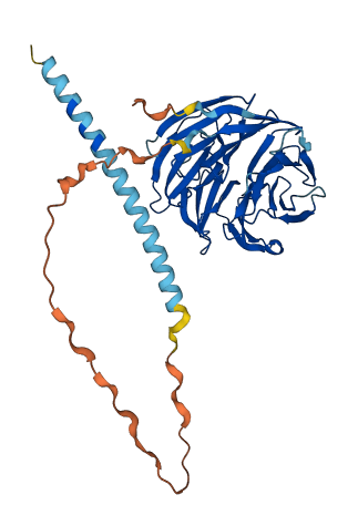 POC1A 3D structure