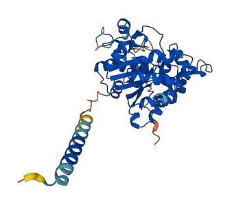 CHST4 3D structure