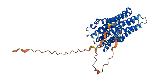 SLC16A11 3D structure