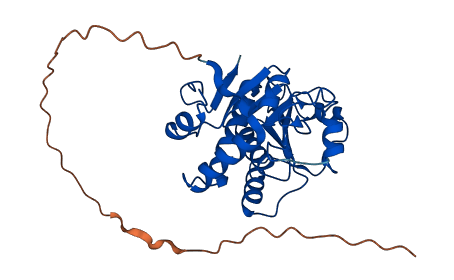 NAXE 3D structure