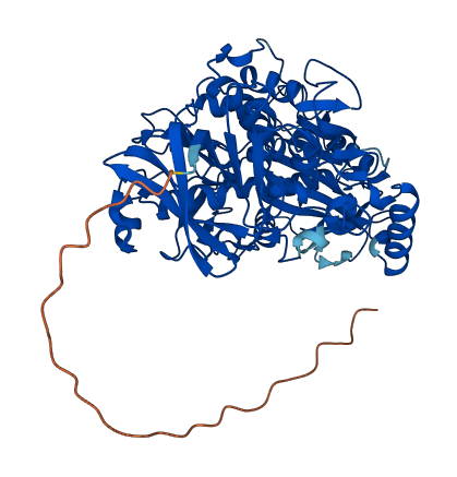 CHDH 3D structure