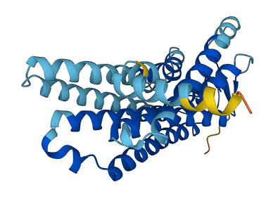 OR4S1 3D structure