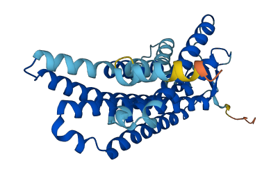 OR5D13 3D structure