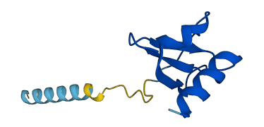 CCL4L1 3D structure