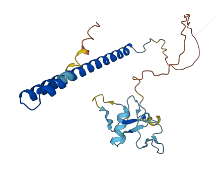 THAP6 3D structure