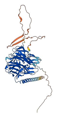KLHDC4 3D structure
