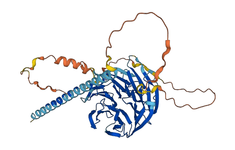 POC1B 3D structure