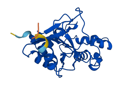 NT5C 3D structure