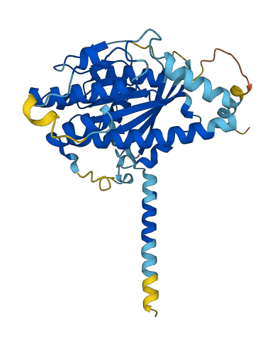DYNC2LI1 3D structure