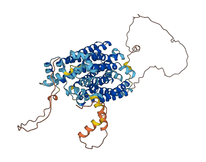 SLC2A12 3D structure