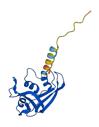 RNASE8 3D structure