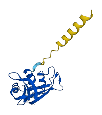 Rnase1d 3D structure