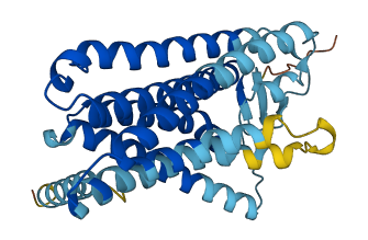 Olfr56 3D structure