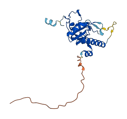 U2AF1L4 3D structure