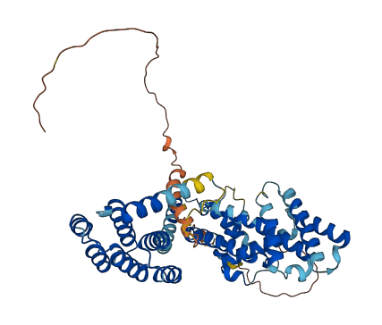 TCP11 3D structure