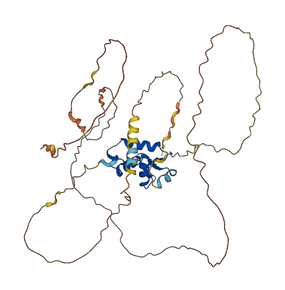 FOXD4L4 3D structure