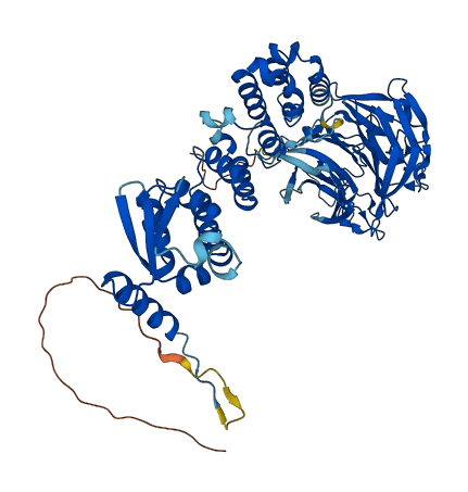 KLHL6 3D structure